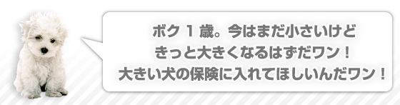 ボク1歳。今はまだ小さいけどきっと大きくなるはずだワン!大きい犬の保険に入れてほしいんだワン!