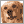 犬