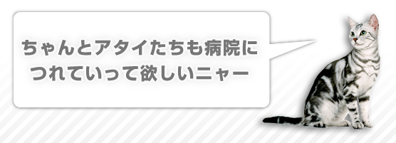 ちゃんとアタイたちも病院につれていって欲しいニャー